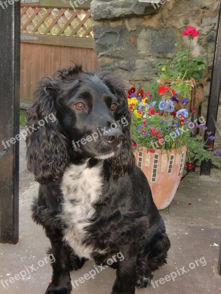 Dog Cocker Spaniel Cute Breed