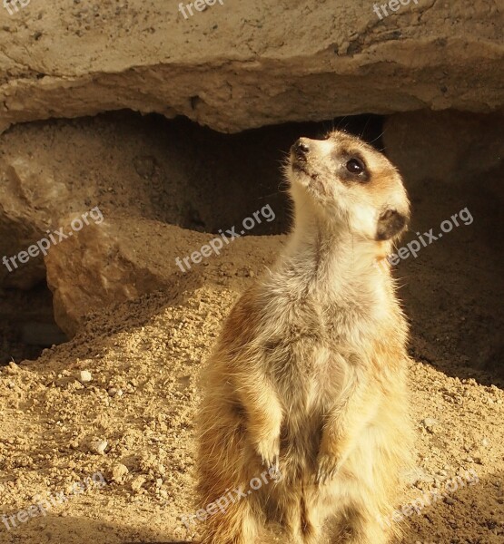 Meerkat Asking Nature Animals View