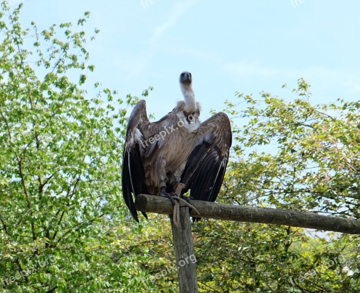 Vulture Wings Bird Free Photos