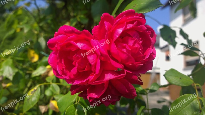 Rose Garden Flower Red Front Yard