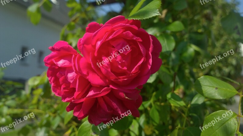 Rose Garden Flower Red Front Yard