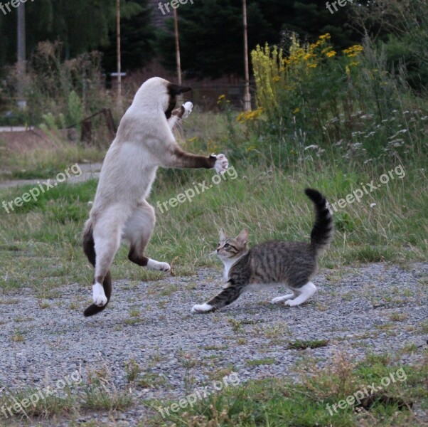 Siamese Cat Cat Playful Cat Baby Pet