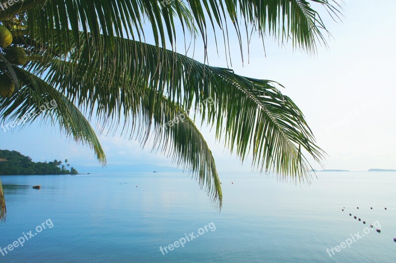 Sea Palm Blue Tropical Paradise