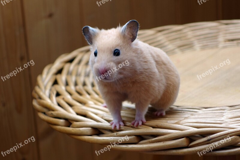 Hamster Animal Chair Wood Wall