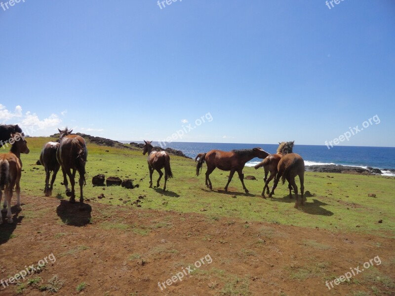 Rapa Nui Easter Island Rapa Nui Chile