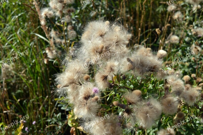 Furry Seeds Plants Flowers White