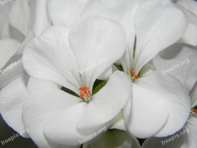 Pelargonium White Flower Geranium Flowers