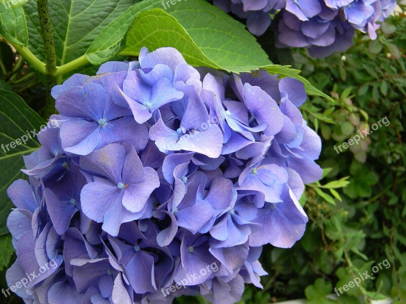 Hydrangea Blue Flower Garden Bush