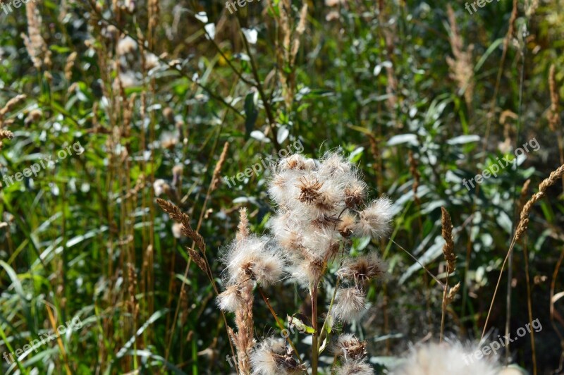 Furry Seeds Plants Flowers White