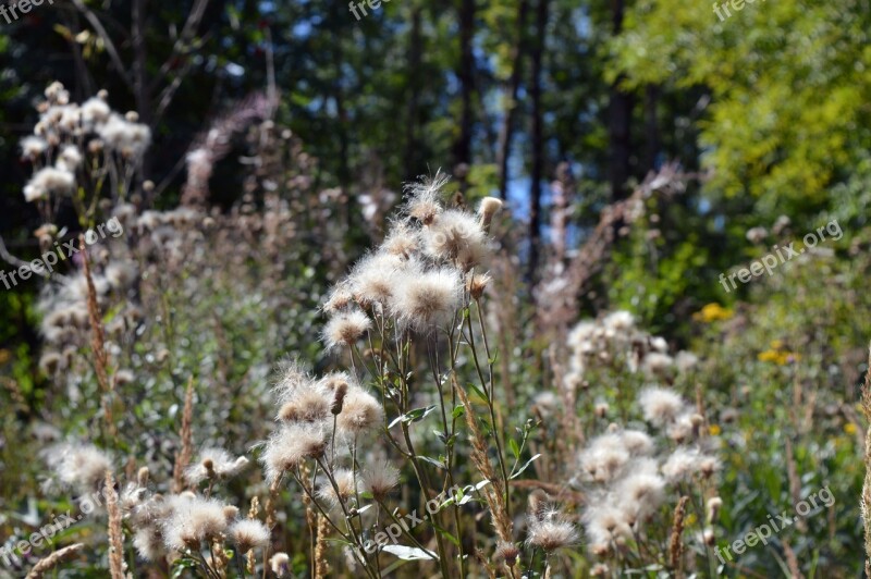 Furry Seeds Plants Flowers White