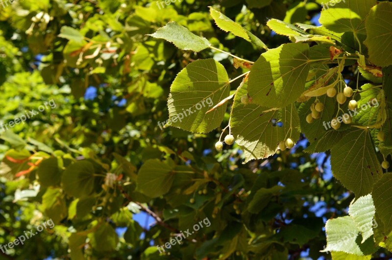 Linden Leaves Branch Living Nature Tree