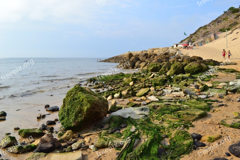 Algae Atlantic Coast Ocean Beach France