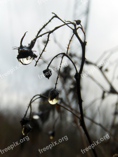 Dew Drop Autumn Plant Nature Free Photos