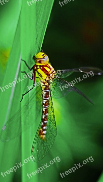 Dragonfly Insect Close Up Wing Animal