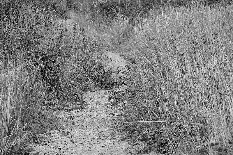 Path Promenade Nature Black And White Summer