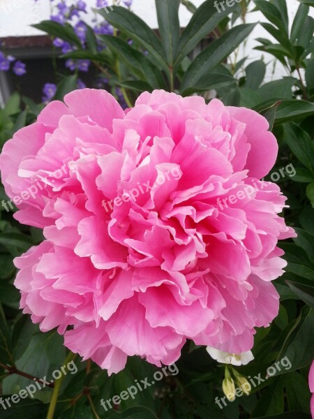 Peony Pink Garden Free Photos