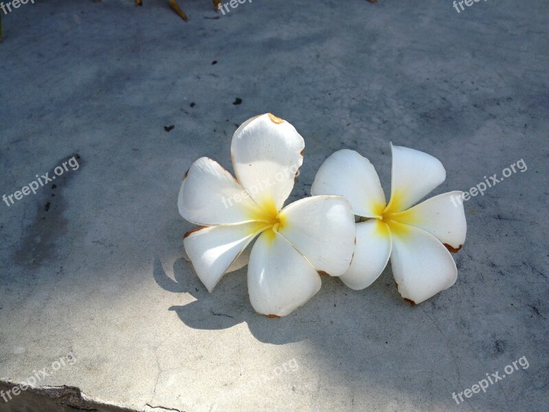 Flower White Flower Floral Spring Plant