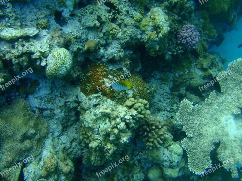 Coral Reefs Okinawa Sea Vagabond Butterflyfish Kerama Islands