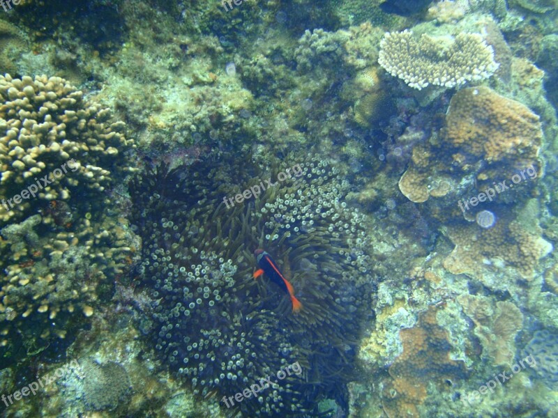 Coral Reefs Okinawa Sea Clownfish Nemo