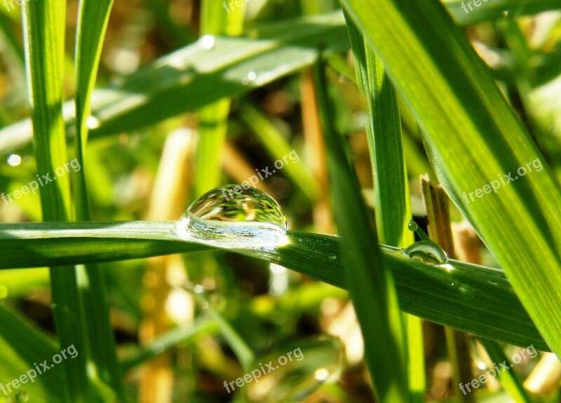 Drip Meadow Green Morgentau Water