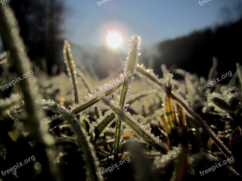 Cold Frosty Ripe Winter Nature