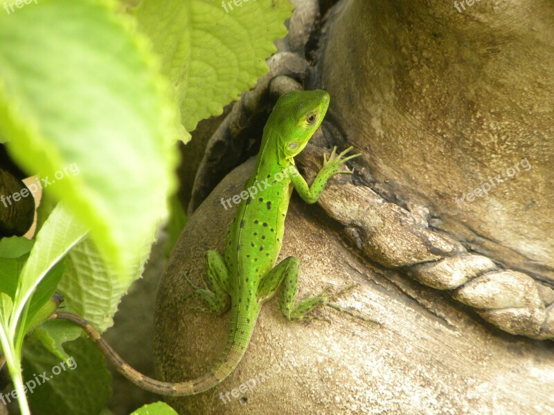 Green Iguana Animal Free Photos