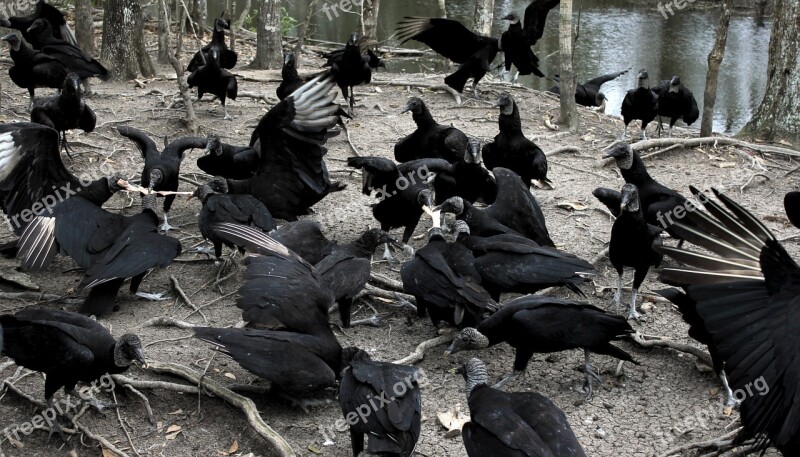 Vultures Louisiana Nature Creepy Free Photos