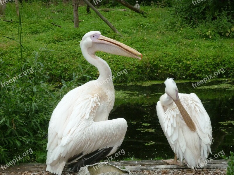 Birds Pelicans Clean Animal Portrait Free Photos