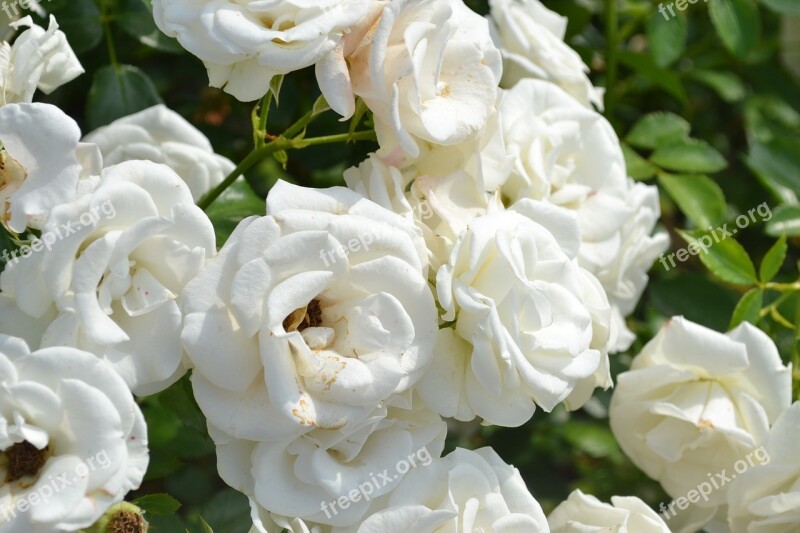 Pink White Rose White Roses White Petals Nature