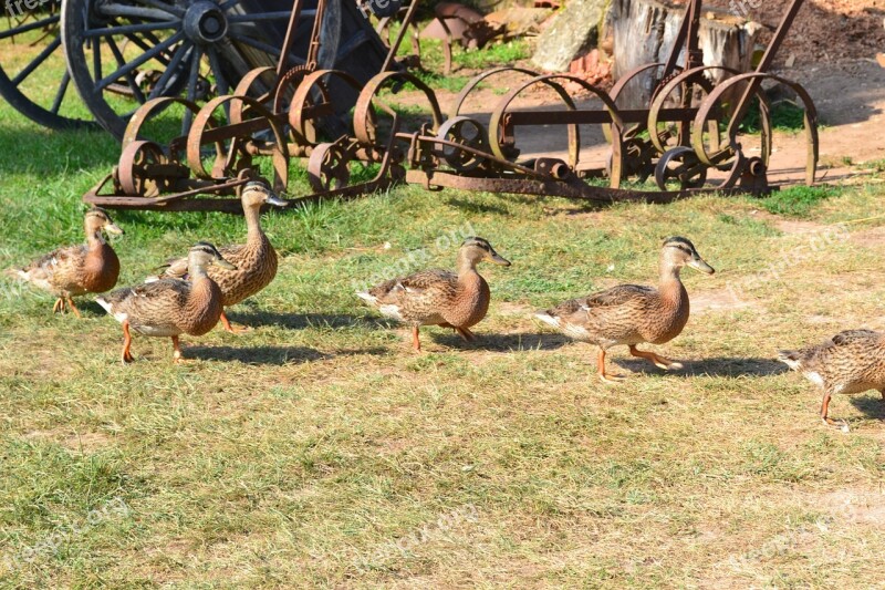 Duck Ducks Canes Poultry Female Duck