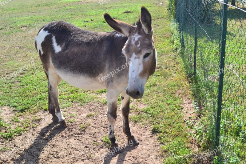 Donkey Domestic Animal The Farm Animal Free Photos