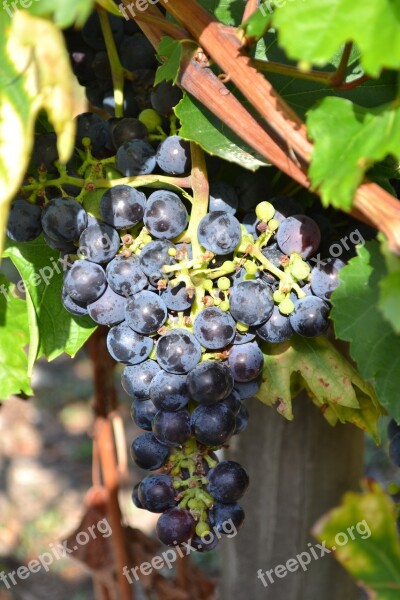 Grape Black Grape Vine Cluster Bunch Of Grapes