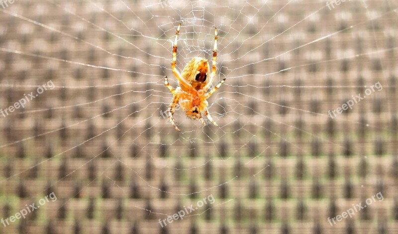 Ontario Red Spider Trap Spider Web Garden Spinning