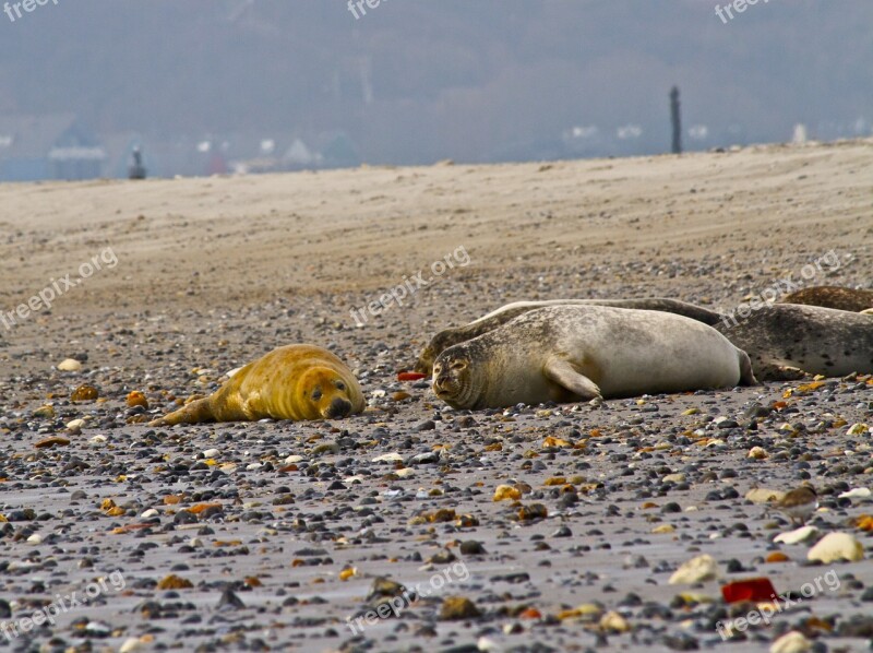 Seal Bull Grey Wildlife Mammal