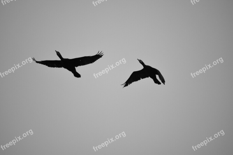 Birds Flight Cormorants Nature Sky