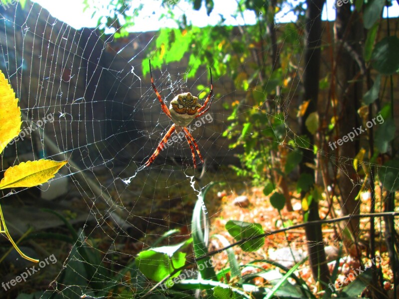 Argiope Argentata Web Patio Spider Autumn