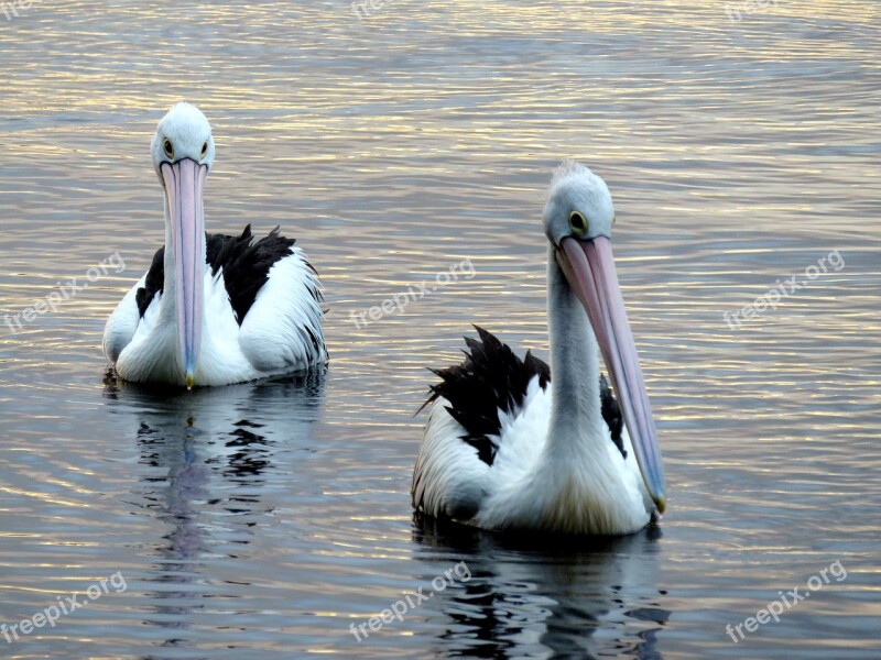 Pelicans Lake Peaceful Wildlife Nature