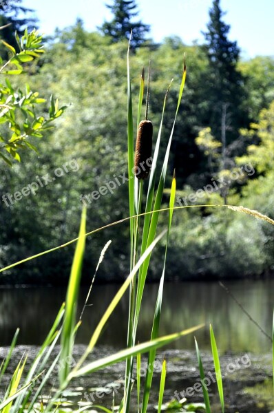 Cat Tail Swamp Cat-tail Pond Summer