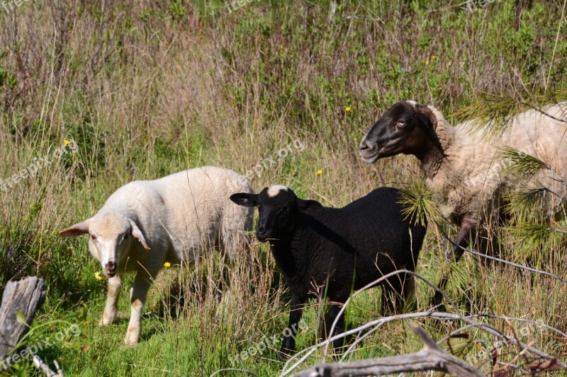 Sheep Lambs Schäfchen Lamb Outdoor