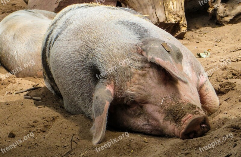 Pig Domestic Pig Farm Agriculture Wallow