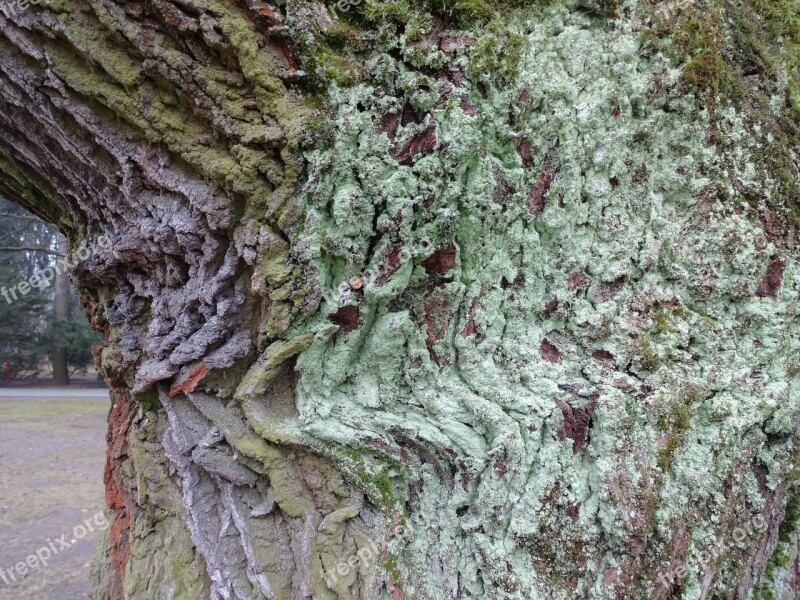 The Bark Tree Invoice Moss Free Photos