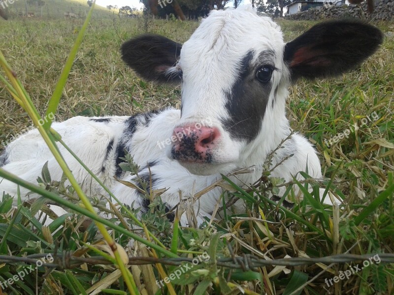 Farm Cattle Animal Puppy Veal