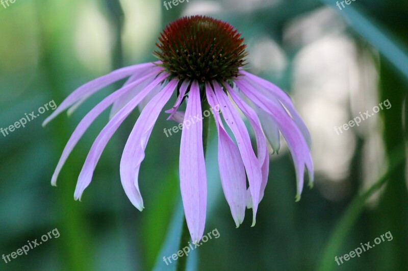 Aster Flower Blossom Bloom Pastel