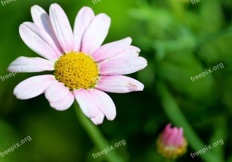 Daisy Blossom Bloom Plant Summer