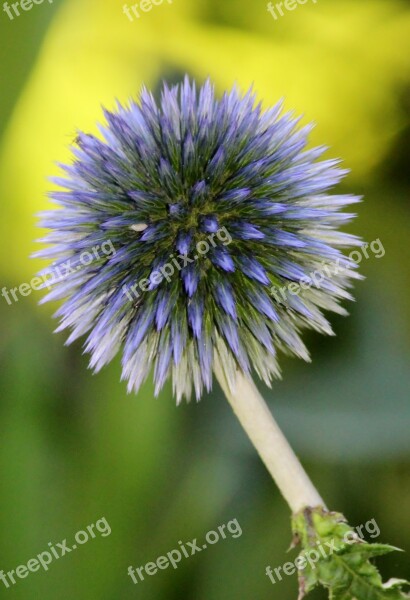 Thistle Plant Blossom Bloom Garden