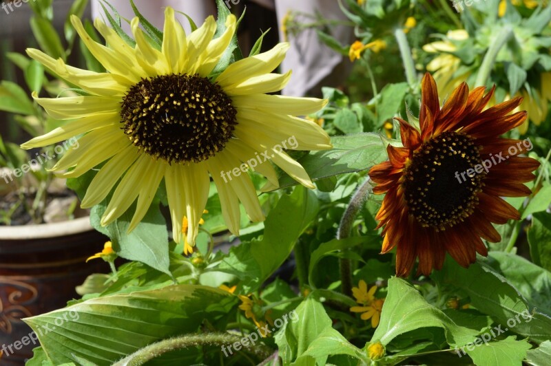 Sunflowers Garden Sun Flowers Yellow Floral