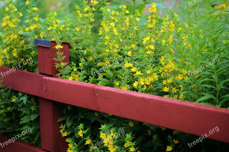 Fence Garden Wood Wooden Plank