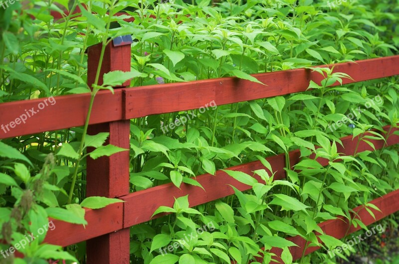 Fence Garden Wood Wooden Plank