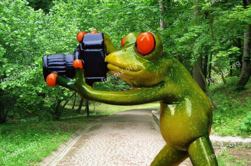 Frog Photographer Funny Fun Camera