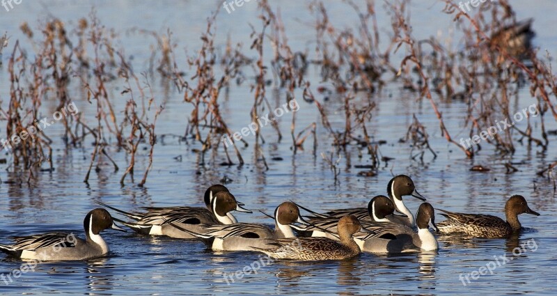 Pintail Ducks Swimming Wildlife Nature Birds